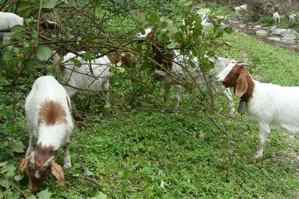 羊吃羊毛最快的治疗方法,是什么原因?