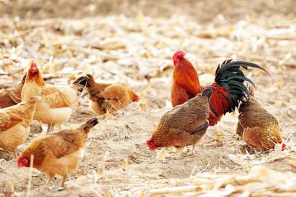 养鸡包回收是不是骗局,一定要谨慎