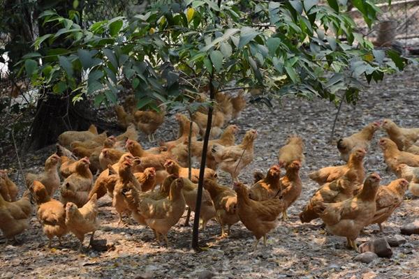 养鸡包回收是不是骗局,一定要谨慎