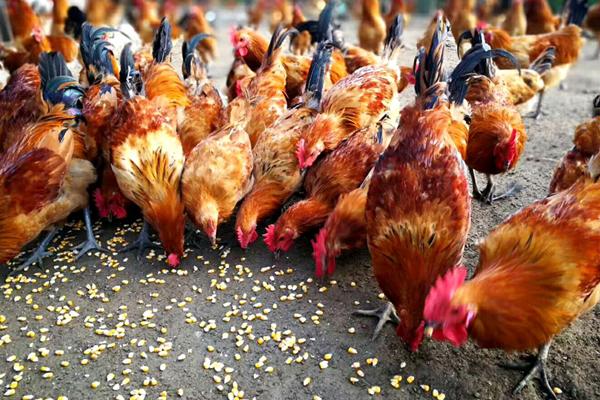 养鸡包回收是不是骗局,一定要谨慎