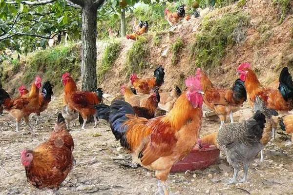 养鸡包回收是不是骗局,一定要谨慎