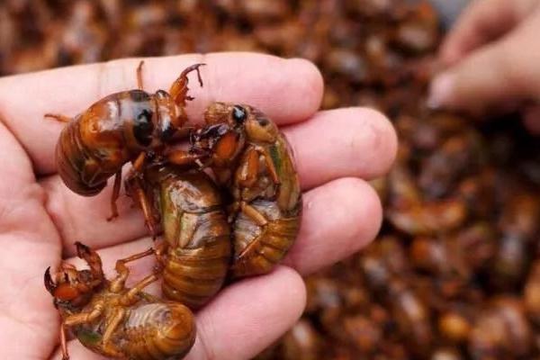 金蝉养殖为什么不挣钱？是骗局吗？