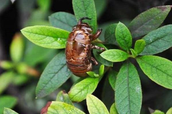 金蝉养殖为什么不挣钱？是骗局吗？