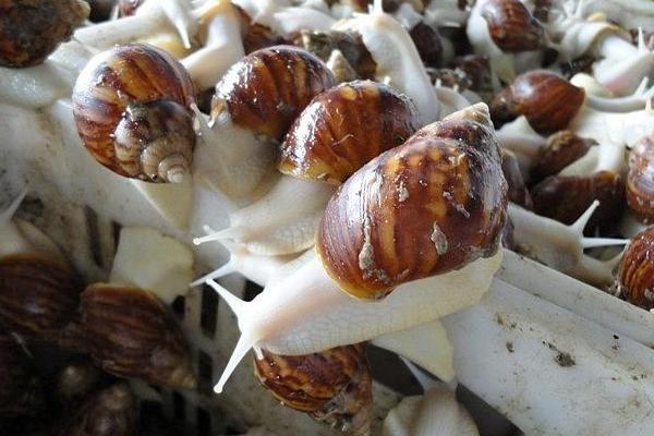 蜗牛养殖一年赚多少？前景和销路怎么样？风险大吗