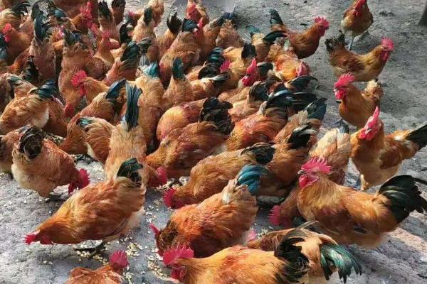 养鸡包回收是不是骗局,一定要谨慎