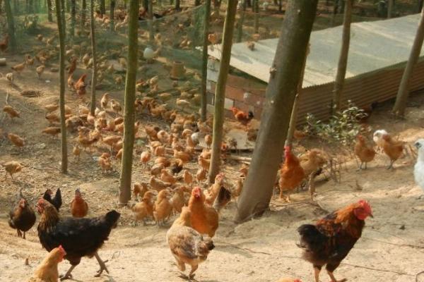 养鸡包回收是不是骗局,一定要谨慎