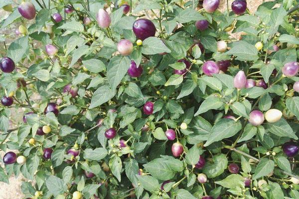 七彩椒怎么种植，什么时间种