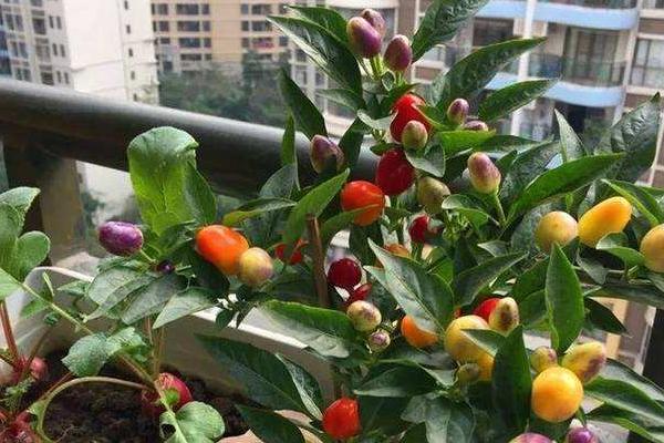 七彩椒怎么种植，什么时间种