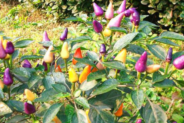 七彩椒怎么种植，什么时间种