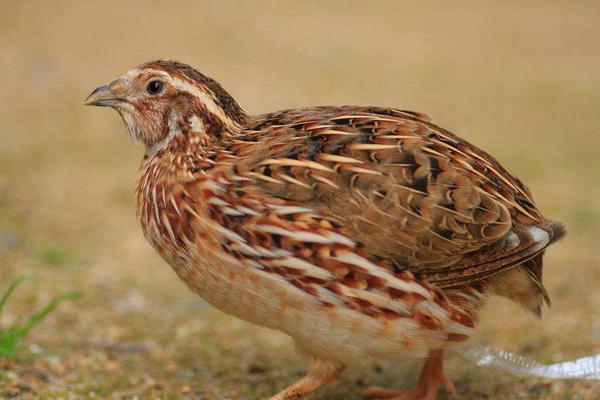 鹌鹑产蛋最高的品种,产蛋期多长时间,产蛋率一般多少