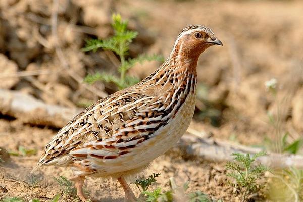 鹌鹑产蛋最高的品种,产蛋期多长时间,产蛋率一般多少