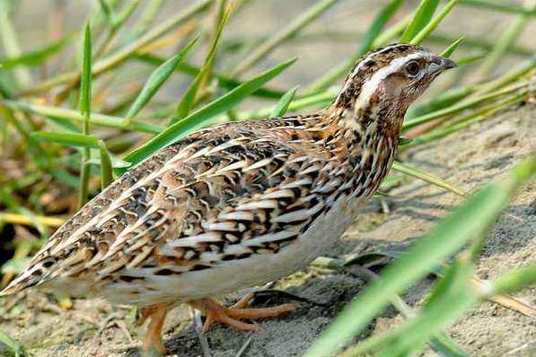 鹌鹑产蛋最高的品种,产蛋期多长时间,产蛋率一般多少