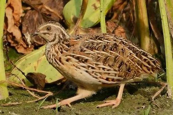 鹌鹑产蛋最高的品种,产蛋期多长时间,产蛋率一般多少