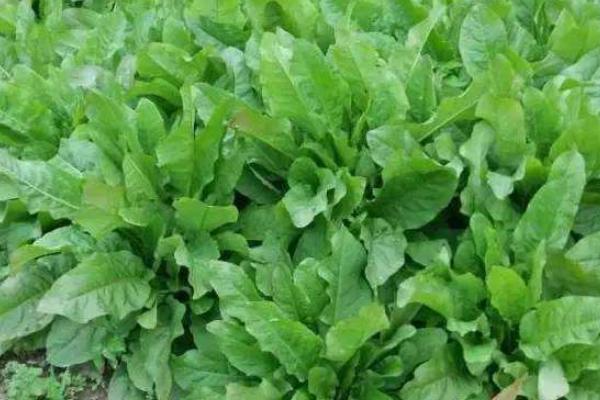 食叶草一亩地投资多少,种子多少钱一斤