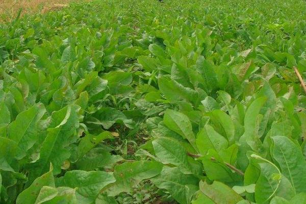 食叶草一亩地投资多少,种子多少钱一斤