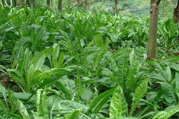 食叶草一亩地投资多少,种子多少钱一斤