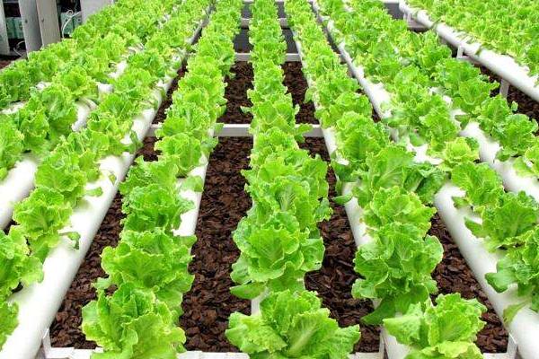 无土栽培一般投入多少?风险大吗?