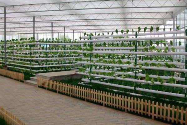 无土栽培一般投入多少?风险大吗?