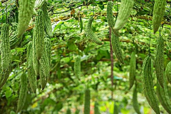 无土栽培一般投入多少?风险大吗?