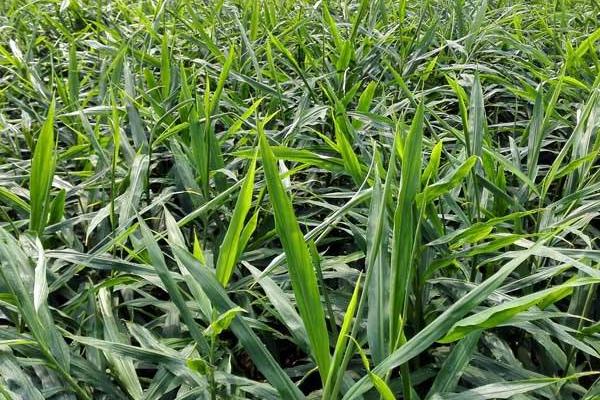 无土栽培一般投入多少?风险大吗?