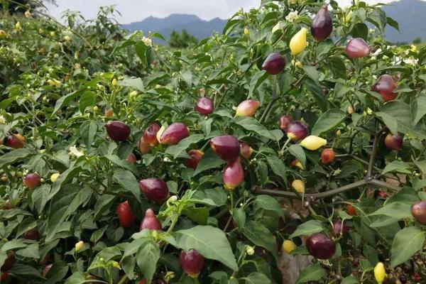 七彩椒怎么种植，什么时间种