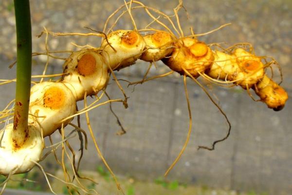 黄精现在市场价怎样，黄精市场需求量大吗