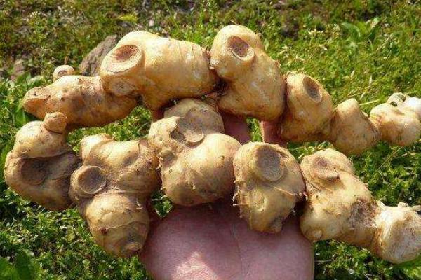 黄精现在市场价怎样，黄精市场需求量大吗