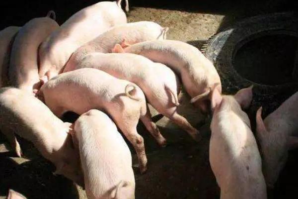 养10头猪多少本钱,需要多大面积,利润有多大