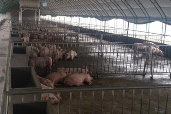 养10头猪多少本钱,需要多大面积,利润有多大