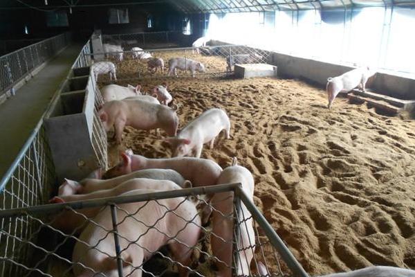 养10头猪多少本钱,需要多大面积,利润有多大