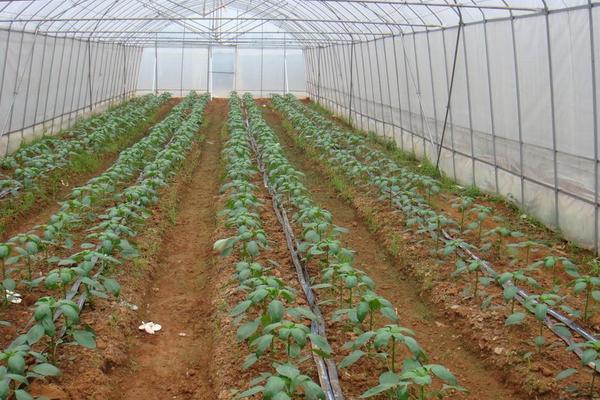 大棚降温最佳方案(常见方法),大棚降温剂有用吗?