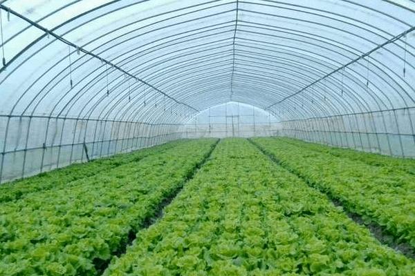 大棚降温最佳方案(常见方法),大棚降温剂有用吗?