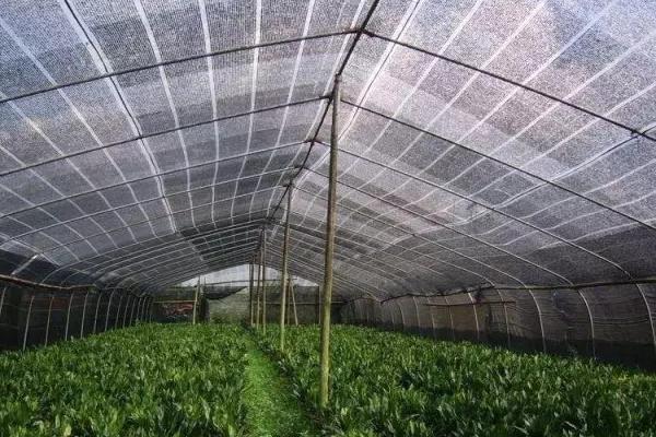 大棚降温最佳方案(常见方法),大棚降温剂有用吗?