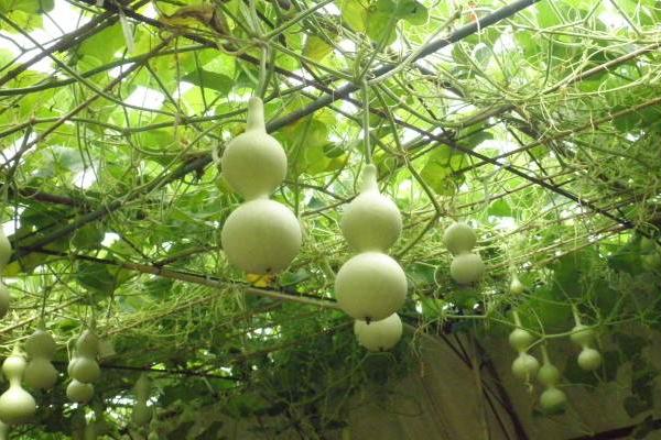 小葫芦的种植方法及技术要点(内含种植时间)