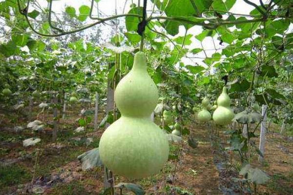 小葫芦的种植方法及技术要点(内含种植时间)