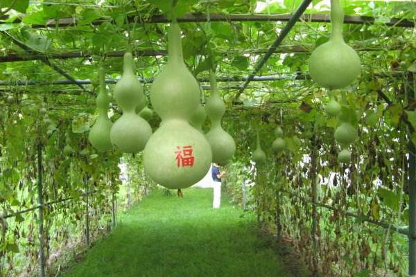 小葫芦的种植方法及技术要点(内含种植时间)