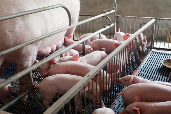 母猪产仔怎样接生?怎样配药治疗?