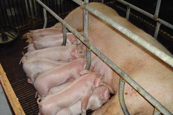 母猪产仔怎样接生?怎样配药治疗?