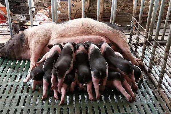 母猪产仔怎样接生?怎样配药治疗?