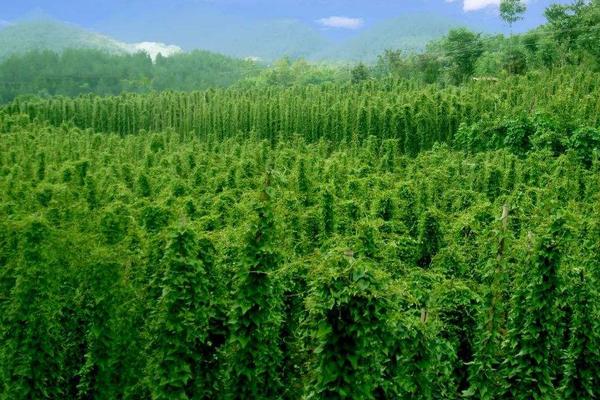 淮山种植技术与管理,附施肥方法