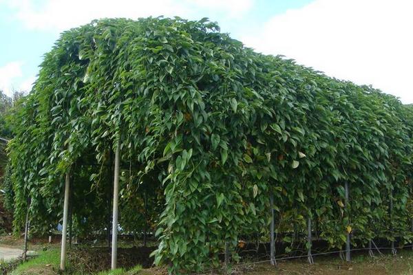 淮山种植技术与管理,附施肥方法