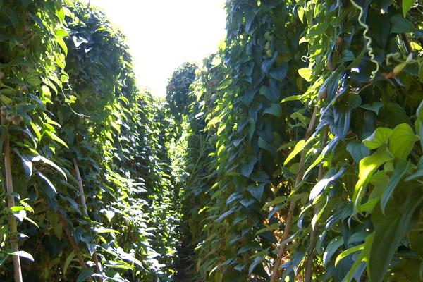 淮山种植技术与管理,附施肥方法