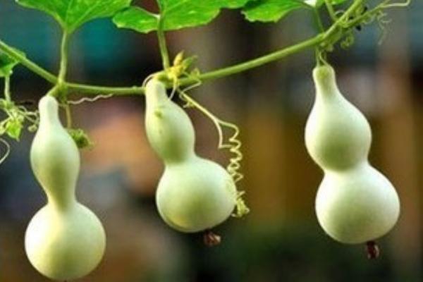 小葫芦的种植方法及技术要点(内含种植时间)