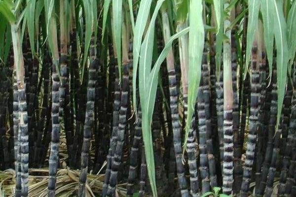 甘蔗种植技术和管理,附施肥方法