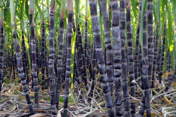 甘蔗种植技术和管理,附施肥方法