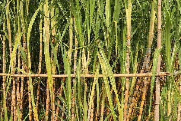 甘蔗种植技术和管理,附施肥方法