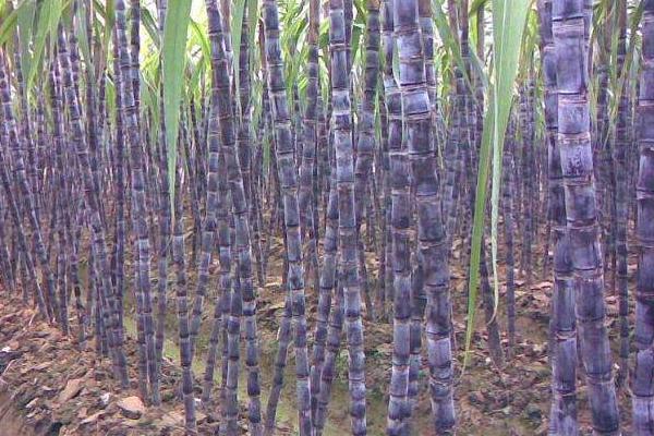 甘蔗种植技术和管理,附施肥方法