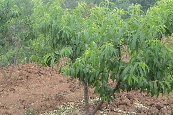 桃树什么时间施肥,施什么肥最合适?