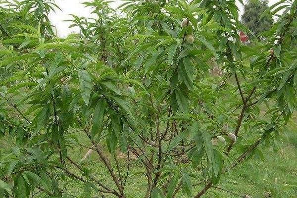 桃树什么时间施肥,施什么肥最合适?