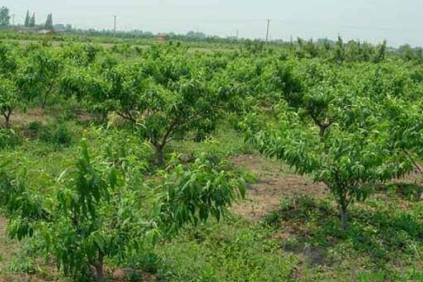 桃树什么时间施肥,施什么肥最合适?